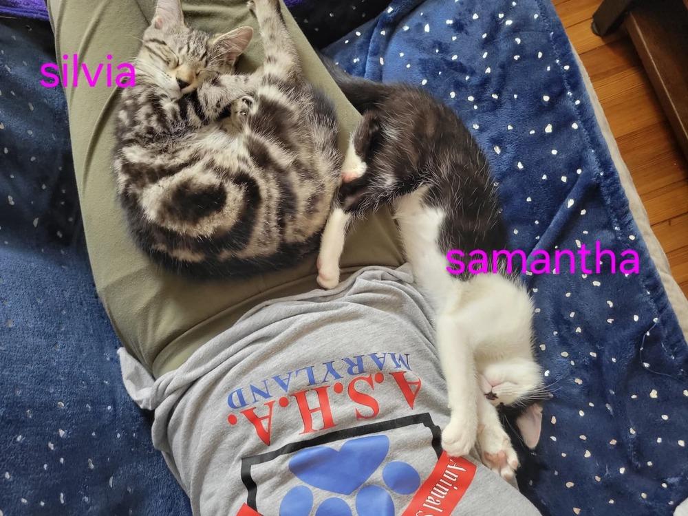 Enlarge Kitten: Samantha *MUST go home with a littermate OR to a home with a young, playful cat*, a Adoptable Domestic Short Hair in catonsville , MD image 1/3