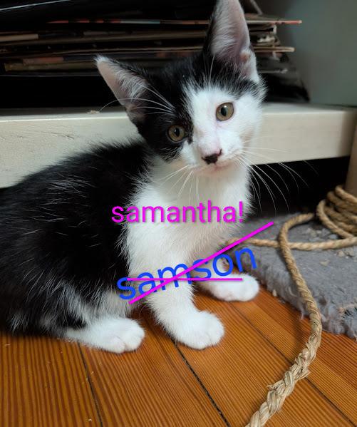 Enlarge Kitten: Samantha *MUST go home with a littermate OR to a home with a young, playful cat*, a Adoptable Domestic Short Hair in catonsville , MD image 2/3
