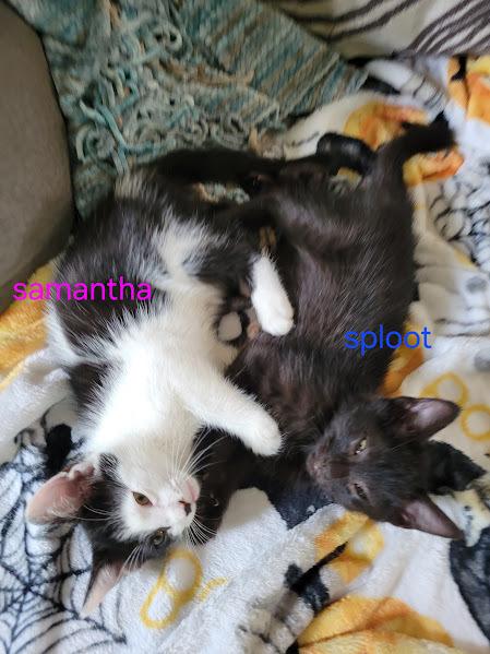 Enlarge Kitten: Samantha *MUST go home with a littermate OR to a home with a young, playful cat*, a Adoptable Domestic Short Hair in catonsville , MD image 3/3