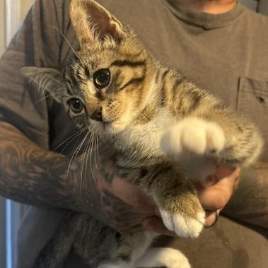 Enlarge Bali, a Adoptable Domestic Short Hair in Estacada, OR image 1/1