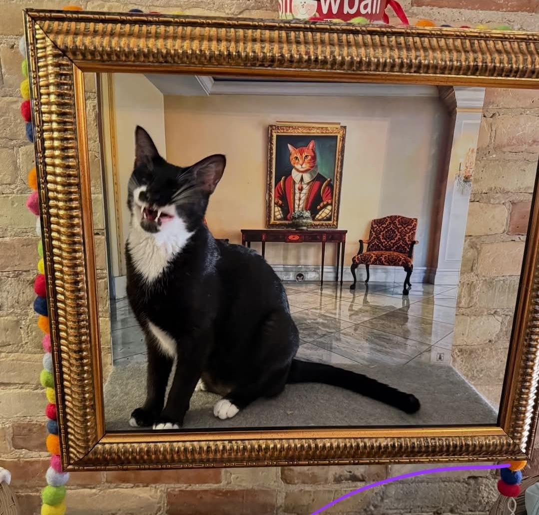 Enlarge Penny (Lane), a Adoptable mixed breed in Whitewater, WI image 6/6