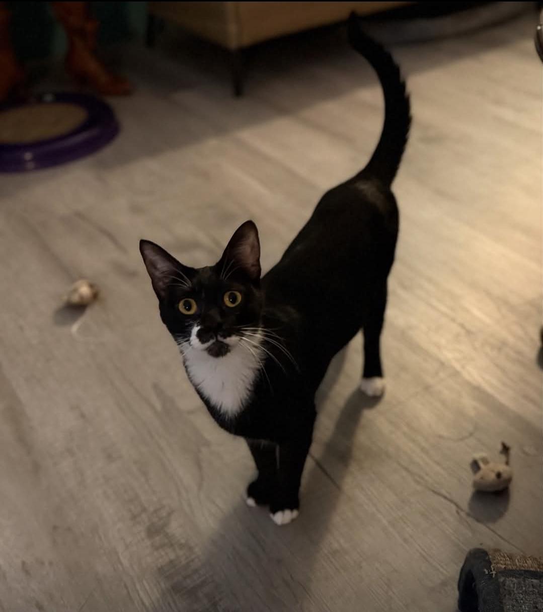 Enlarge Penny (Lane), a Adoptable mixed breed in Whitewater, WI image 5/6