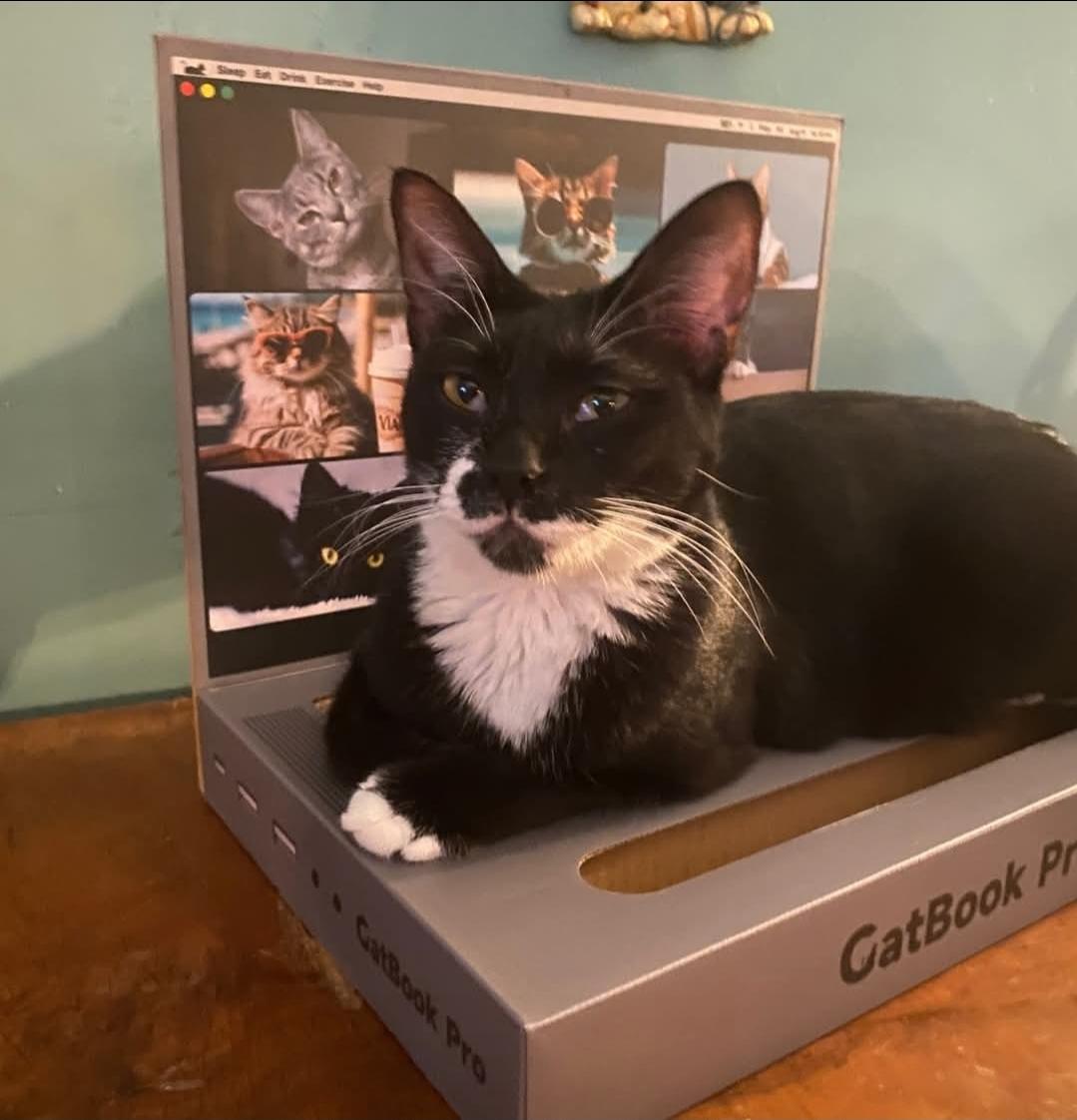 Enlarge Penny (Lane), a Adoptable mixed breed in Whitewater, WI image 3/6