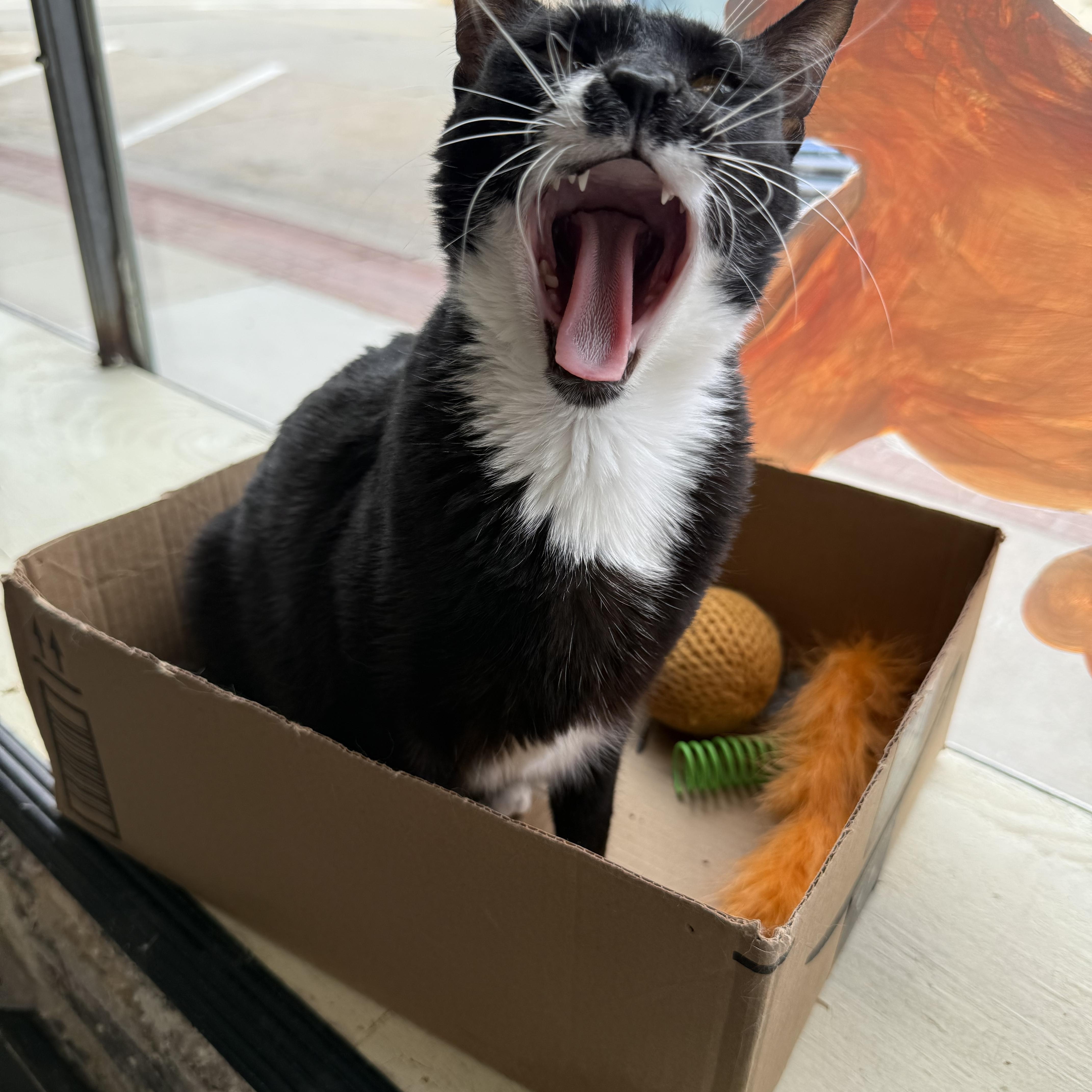 Enlarge Penny (Lane), a Adoptable mixed breed in Whitewater, WI image 2/2