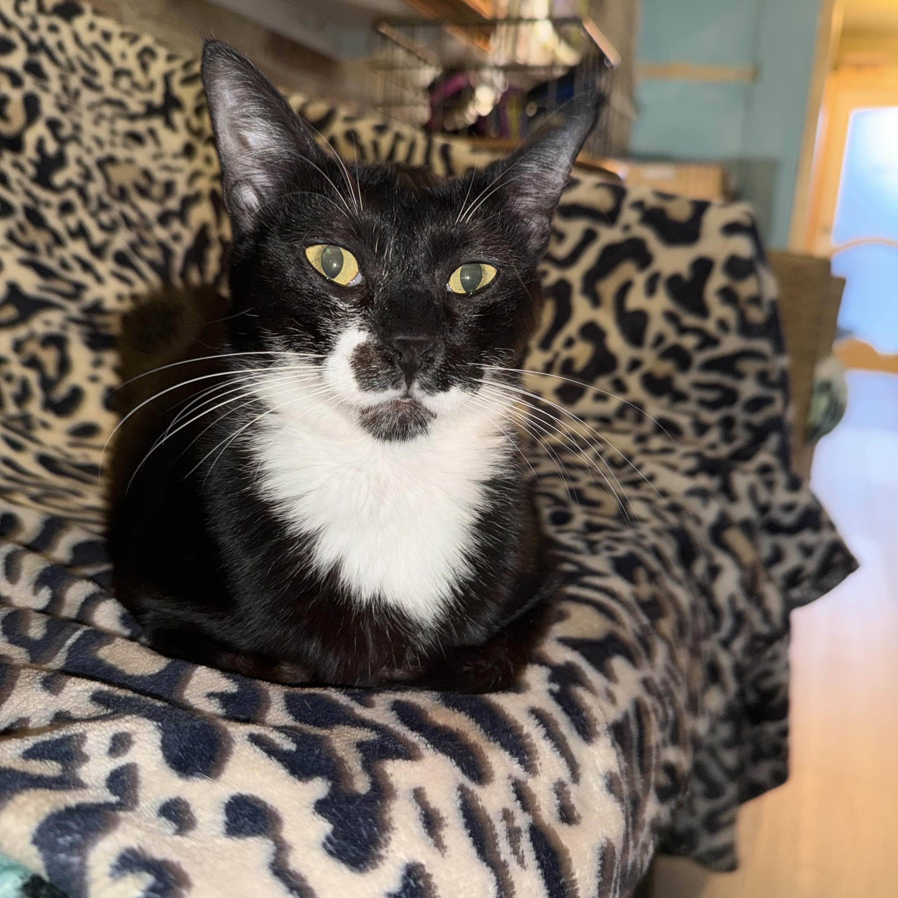 Penny (Lane), Adoptable, Young Female Egyptian Mau & Domestic Short Hair.