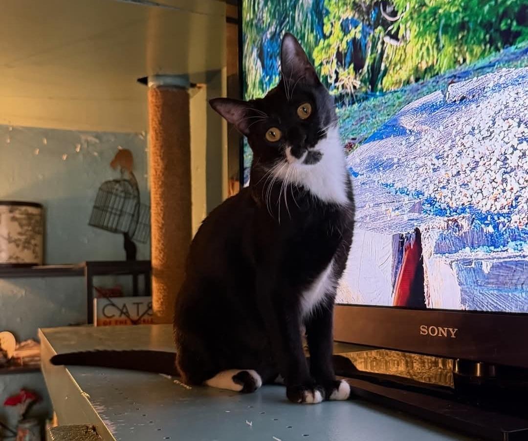 Enlarge Penny (Lane), a Adoptable mixed breed in Whitewater, WI image 4/6