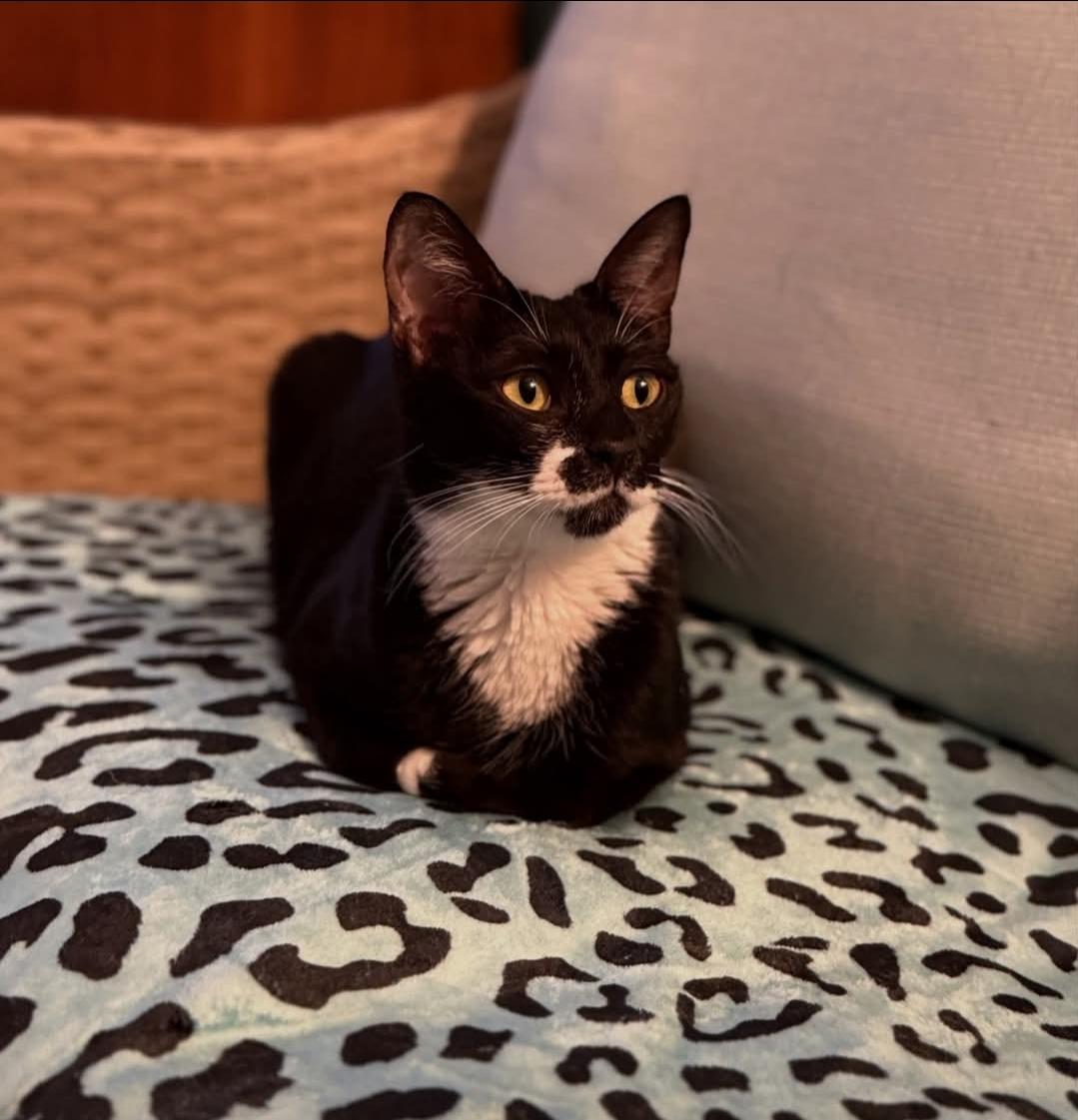 Enlarge Penny (Lane), a Adoptable mixed breed in Whitewater, WI image 2/6