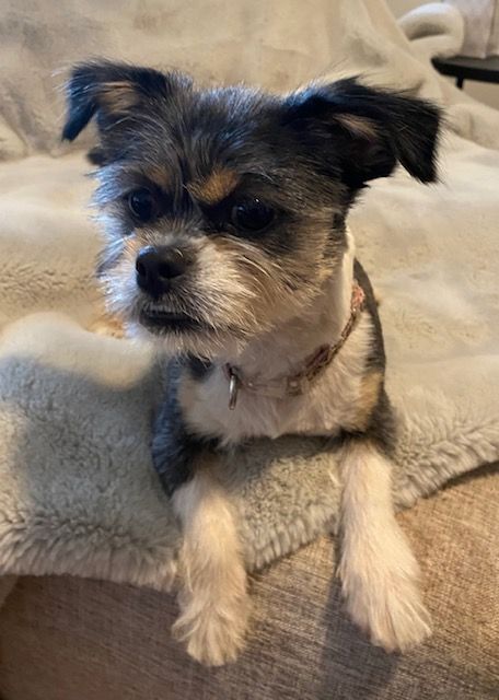 Enlarge Kaia, a Adopted mixed breed in League City, TX image 1/13