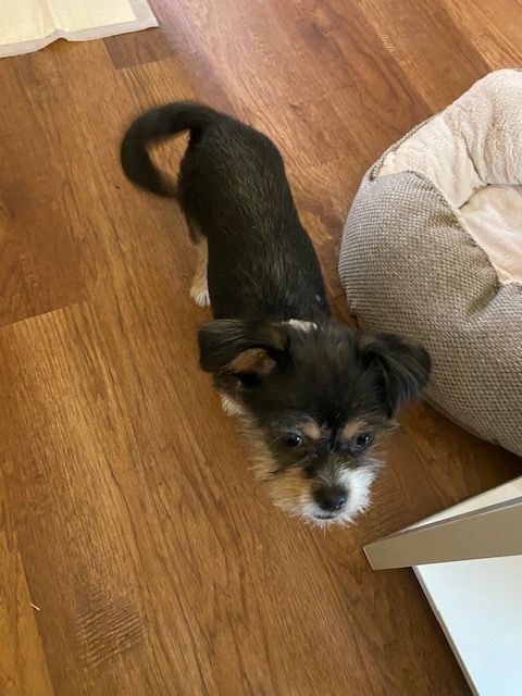 Enlarge Kaia, a Adopted mixed breed in League City, TX image 2/13