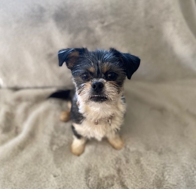 Enlarge Kaia, a Adopted mixed breed in League City, TX image 3/13