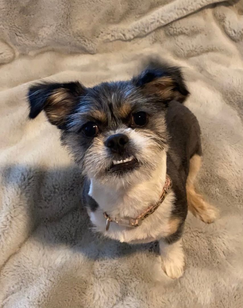 Enlarge Kaia, a Adopted mixed breed in League City, TX image 4/13