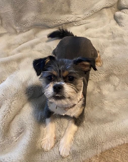 Enlarge Kaia, a Adopted mixed breed in League City, TX image 5/13