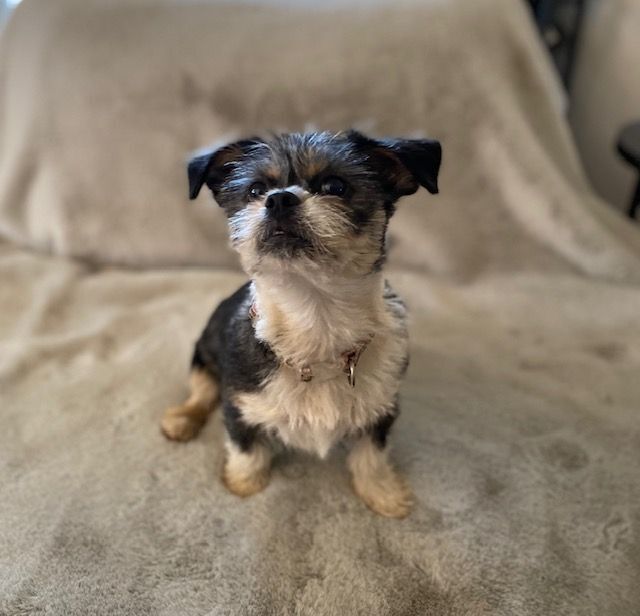 Enlarge Kaia, a Adopted mixed breed in League City, TX image 6/13