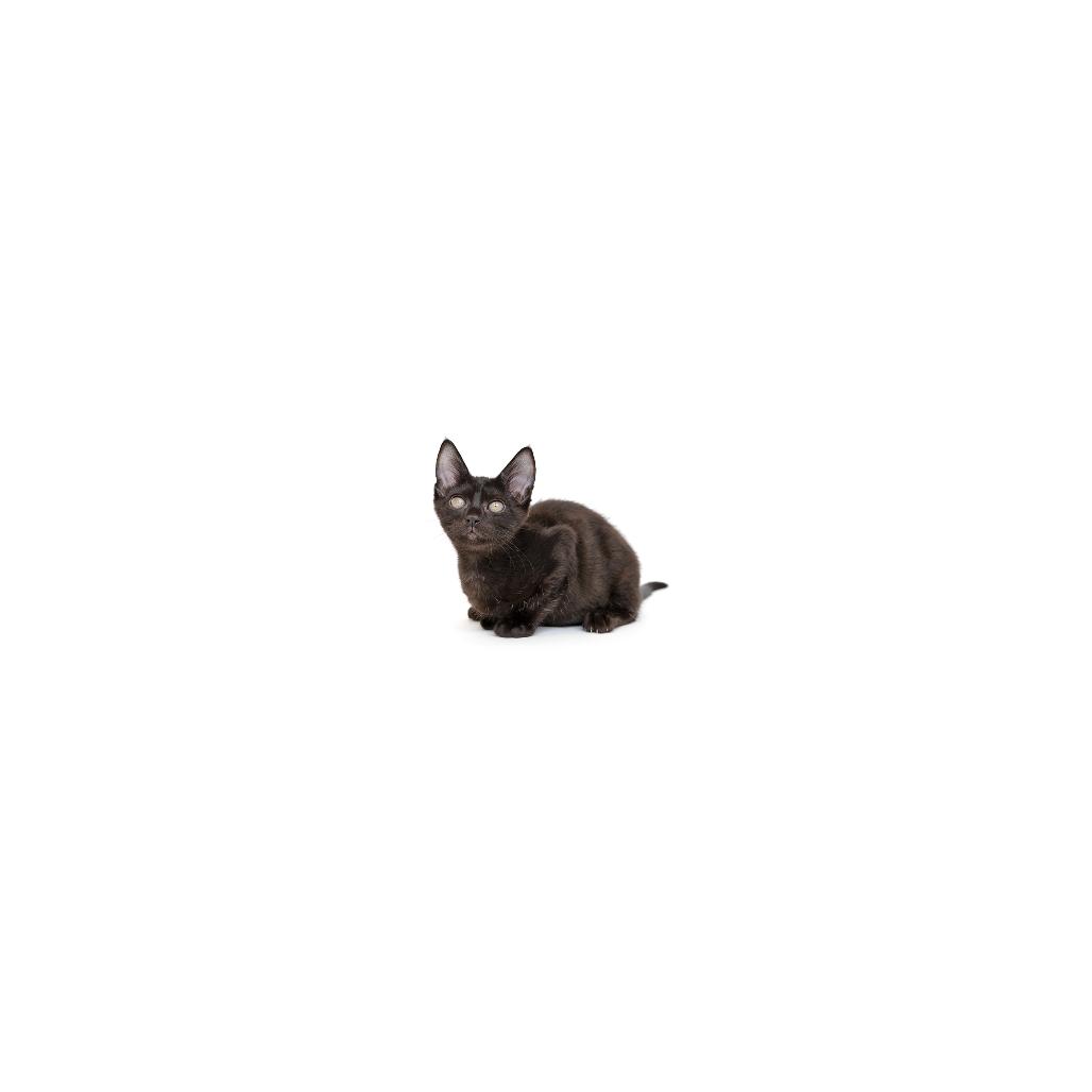 Cleo, a Adoptable Domestic Short Hair in Playa Vista, CA image 1/6