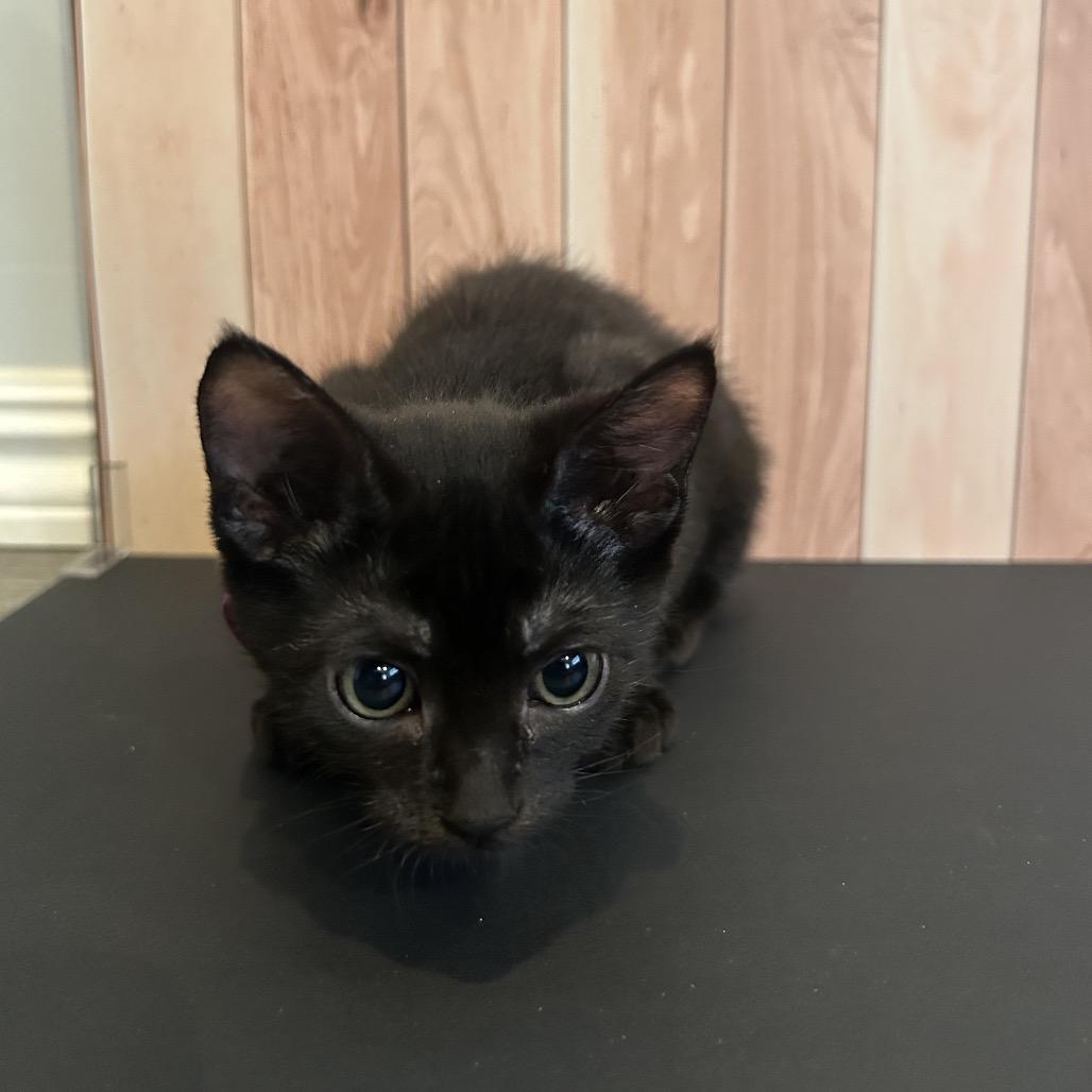 Cleo, a Adoptable Domestic Short Hair in Playa Vista, CA image 2/6