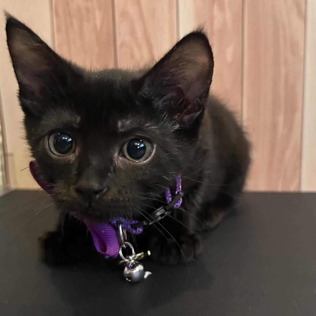 Cleo, a Adoptable Domestic Short Hair in Playa Vista, CA image 3/6
