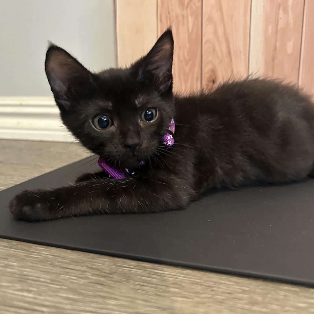 Cleo, a Adoptable Domestic Short Hair in Playa Vista, CA image 4/6