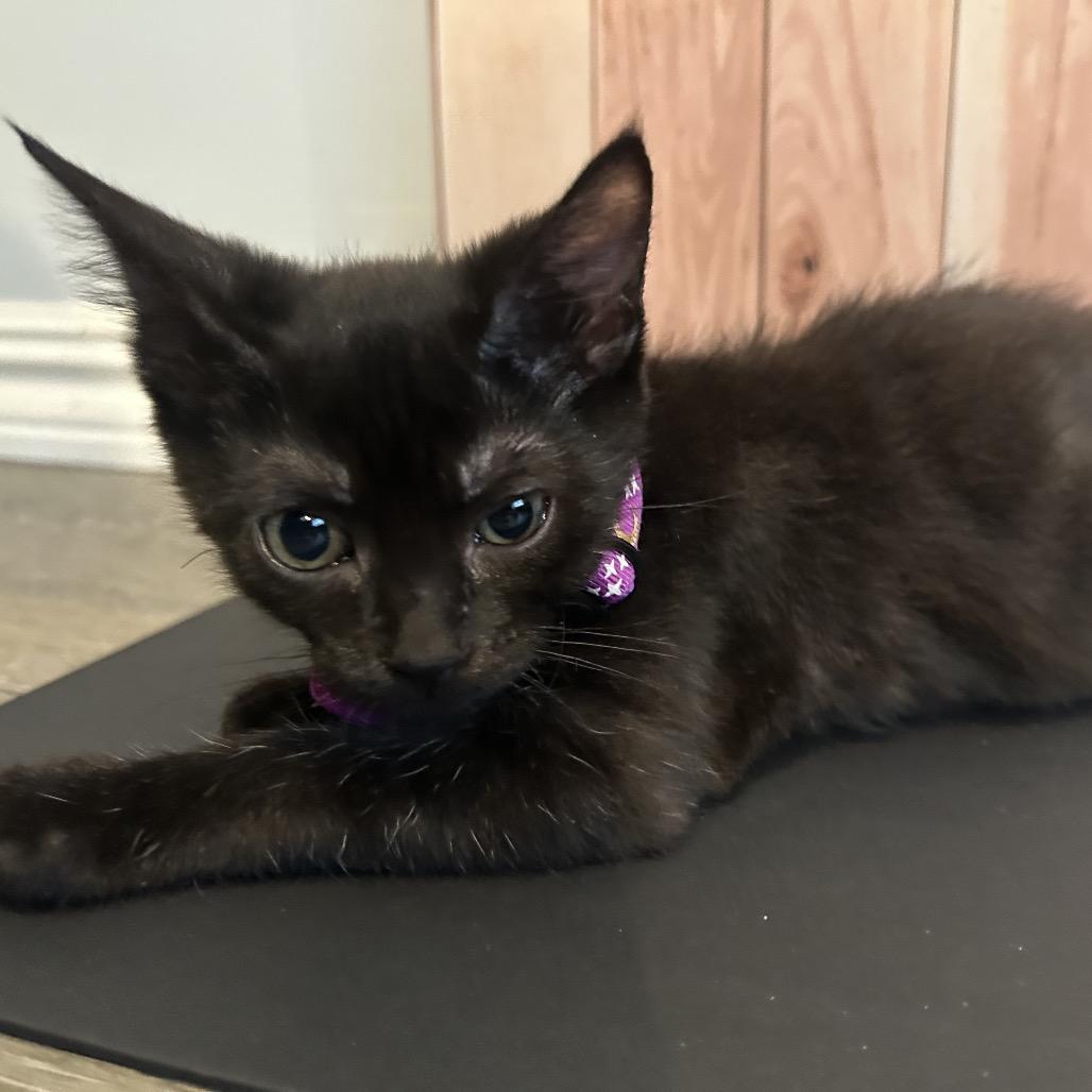 Cleo, a Adoptable Domestic Short Hair in Playa Vista, CA image 5/6