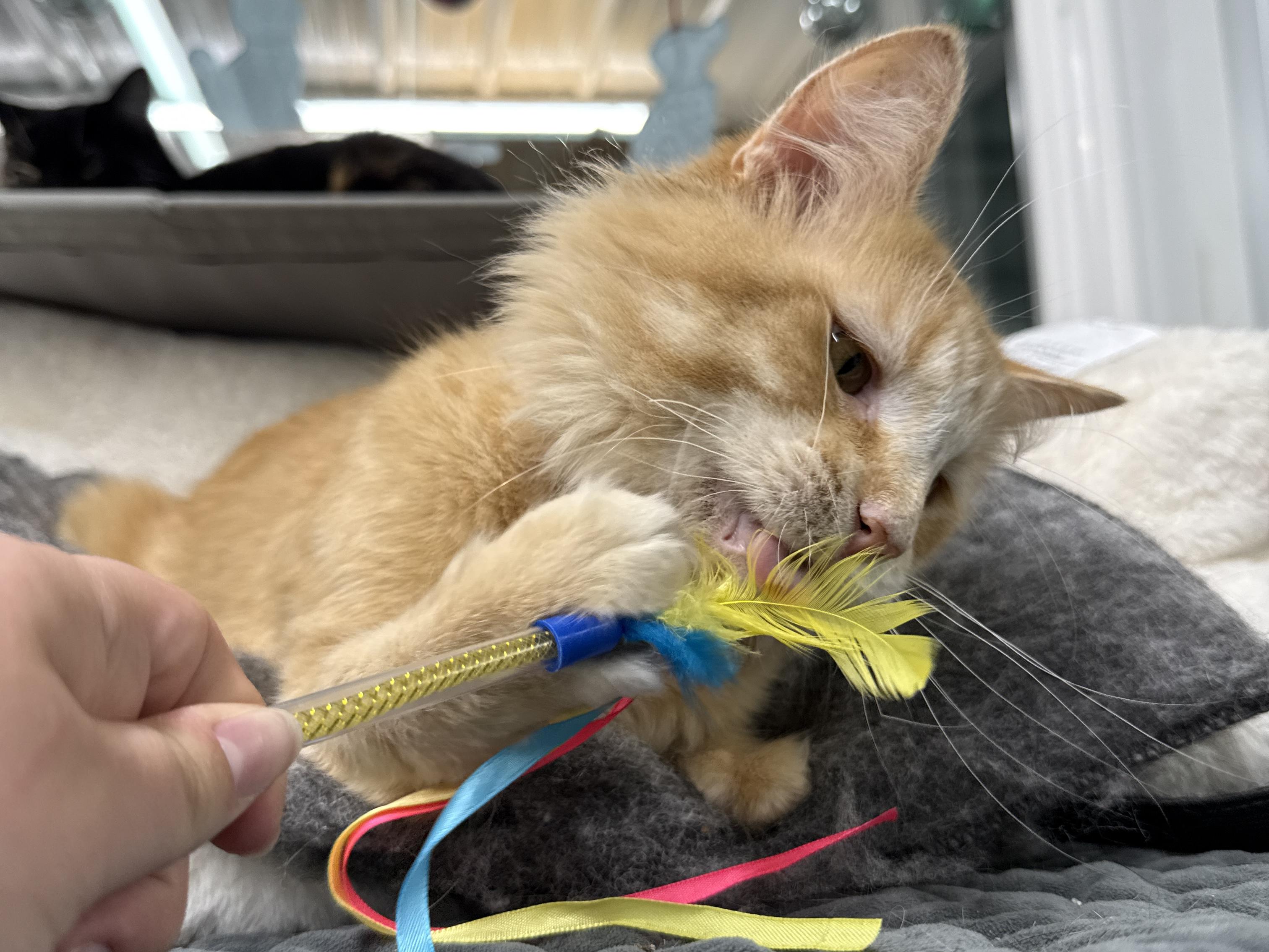 Enlarge Ralphie, a ADOPTABLE Domestic Short Hair in Wautoma, WI image 5/5