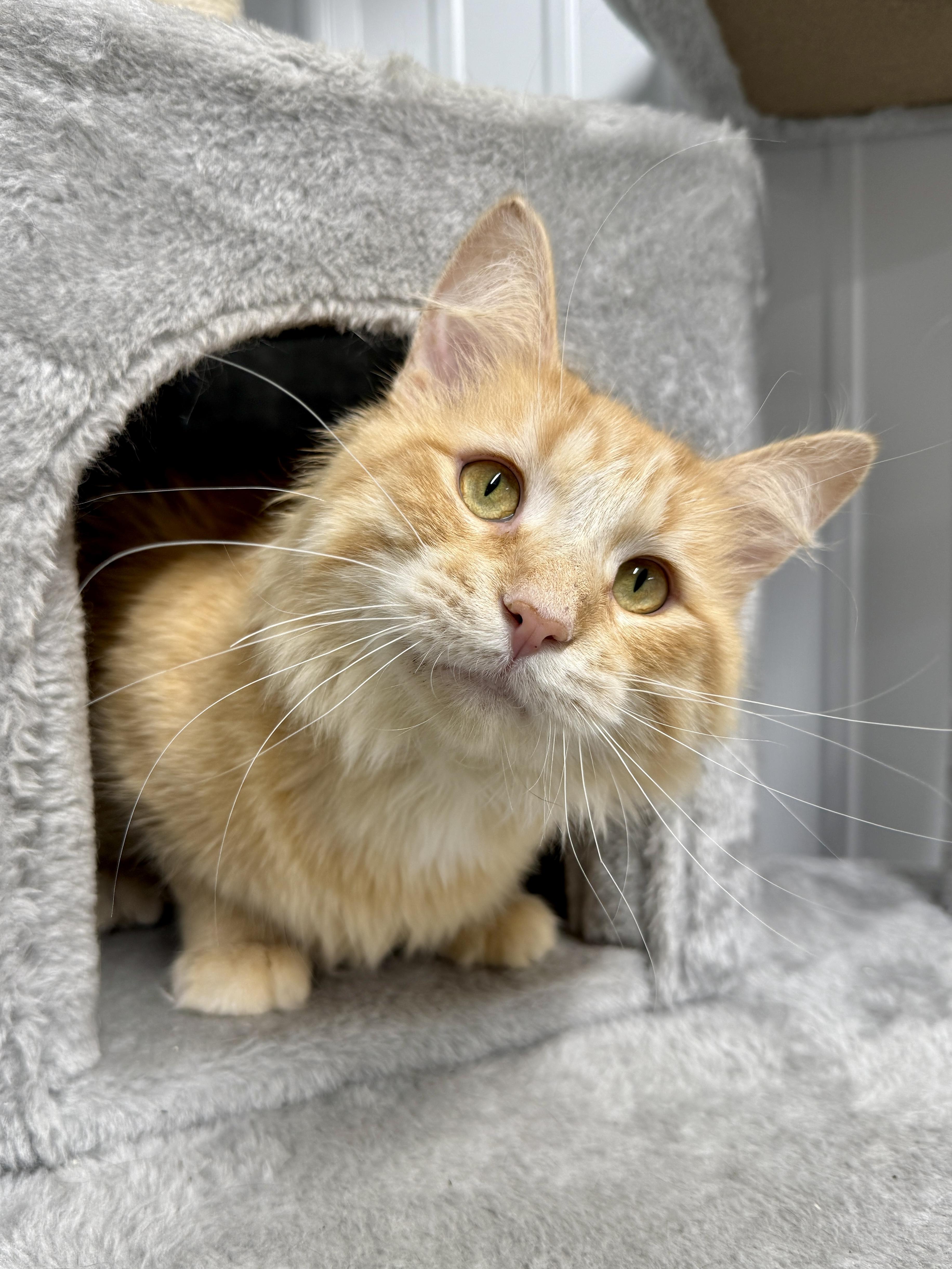 Enlarge Ralphie, a ADOPTABLE Domestic Short Hair in Wautoma, WI image 2/5