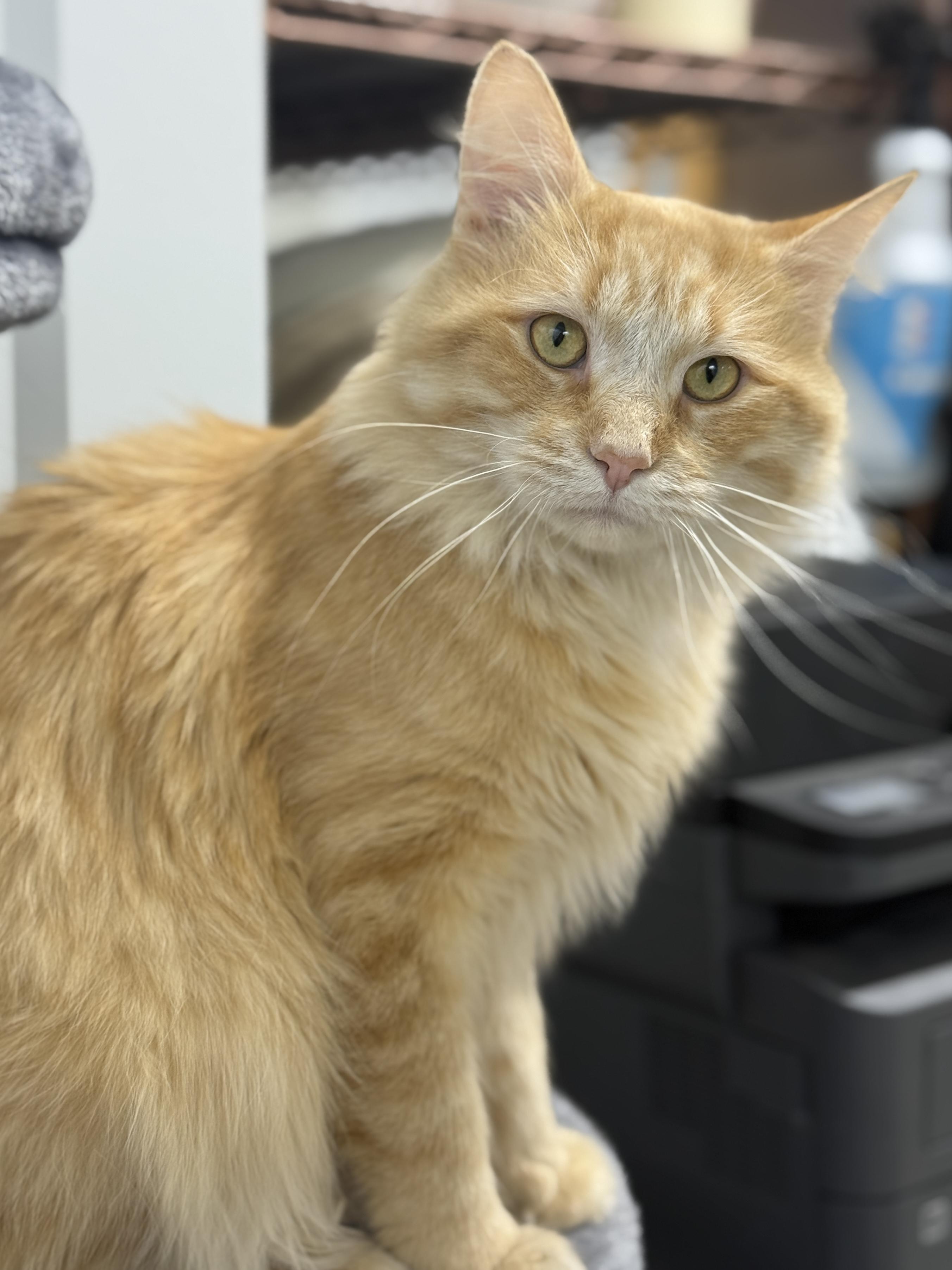 Enlarge Ralphie, a ADOPTABLE Domestic Short Hair in Wautoma, WI image 3/5