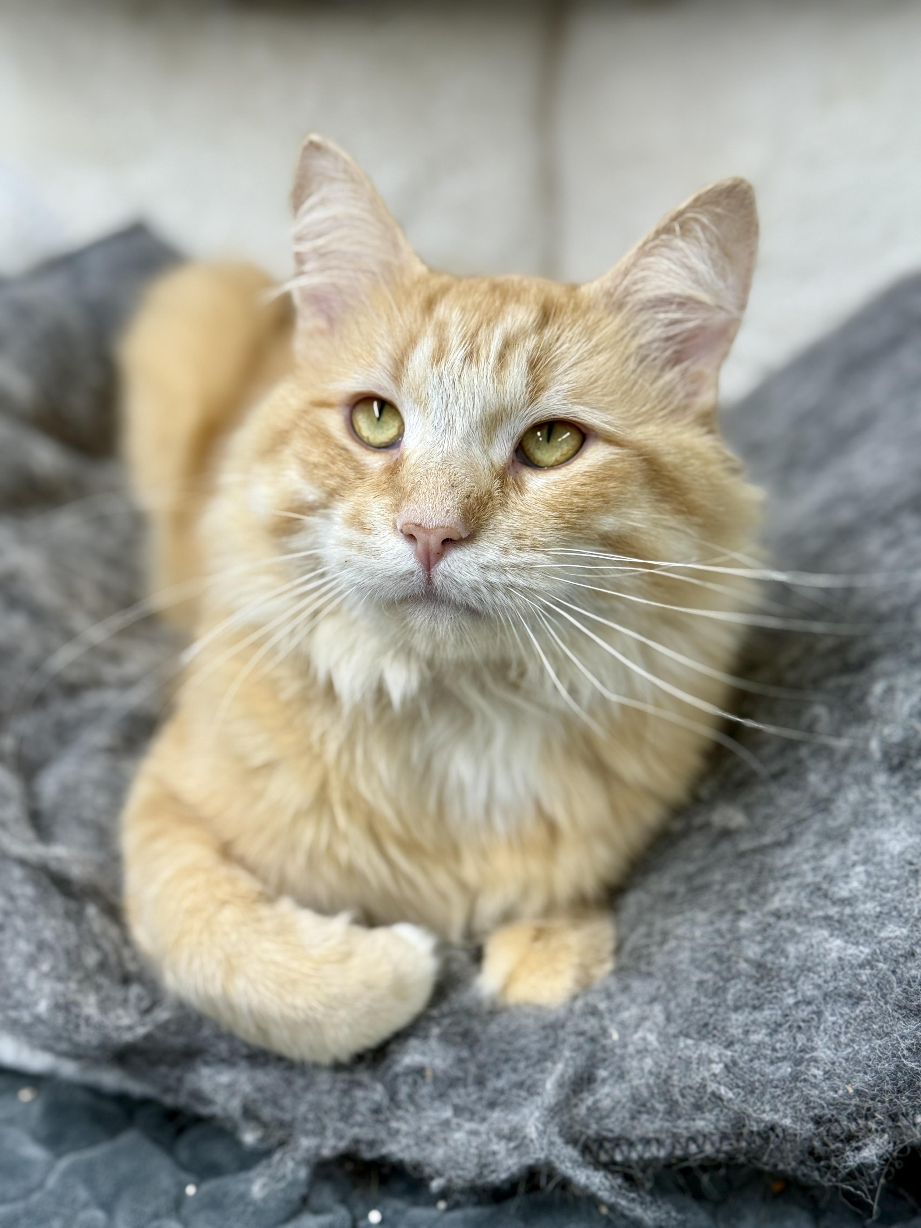 Enlarge Ralphie, a ADOPTABLE Domestic Short Hair in Wautoma, WI image 1/5