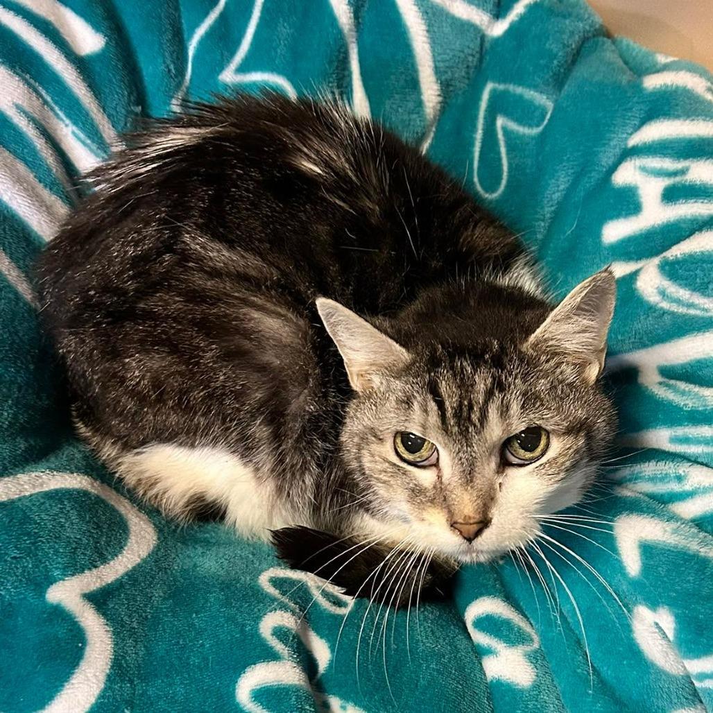 Enlarge Ladybug, a Adoptable Domestic Short Hair in Irwin, PA image 1/5