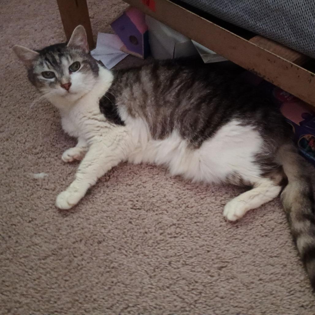 Enlarge Ladybug, a Adoptable Domestic Short Hair in Irwin, PA image 2/5