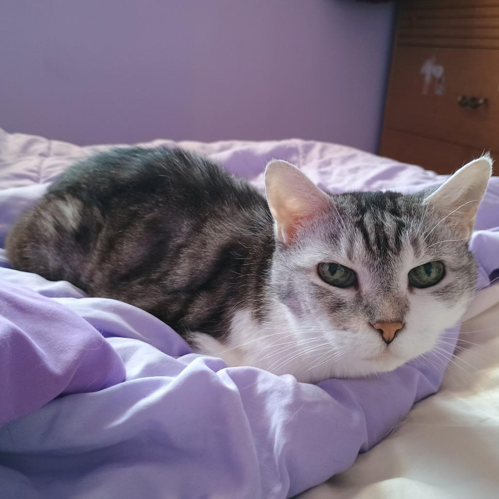 Enlarge Ladybug, a Adoptable Domestic Short Hair in Irwin, PA image 3/5