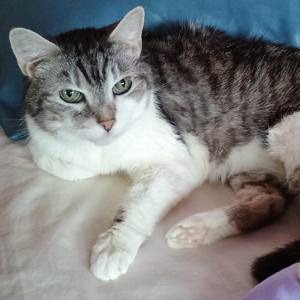 Enlarge Ladybug, a Adoptable Domestic Short Hair in Irwin, PA image 4/5