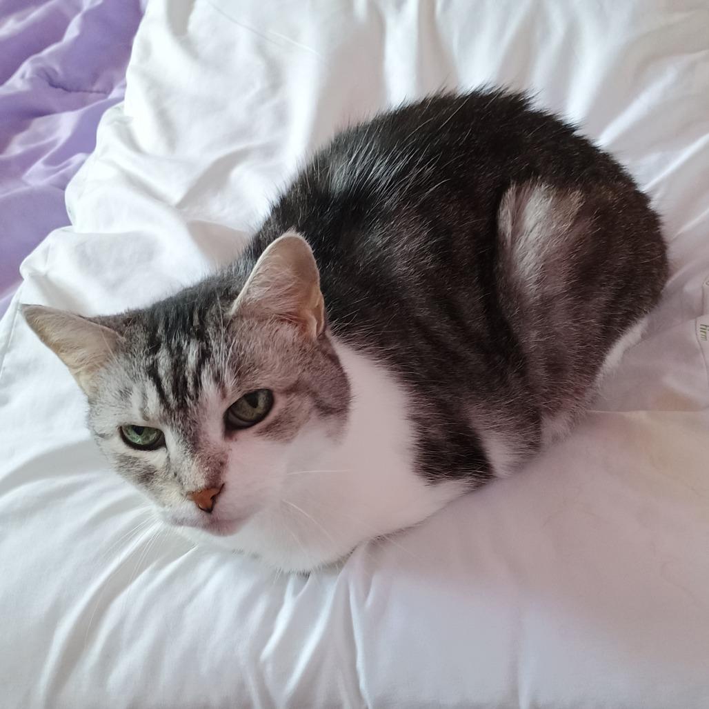 Enlarge Ladybug, a Adoptable Domestic Short Hair in Irwin, PA image 5/6