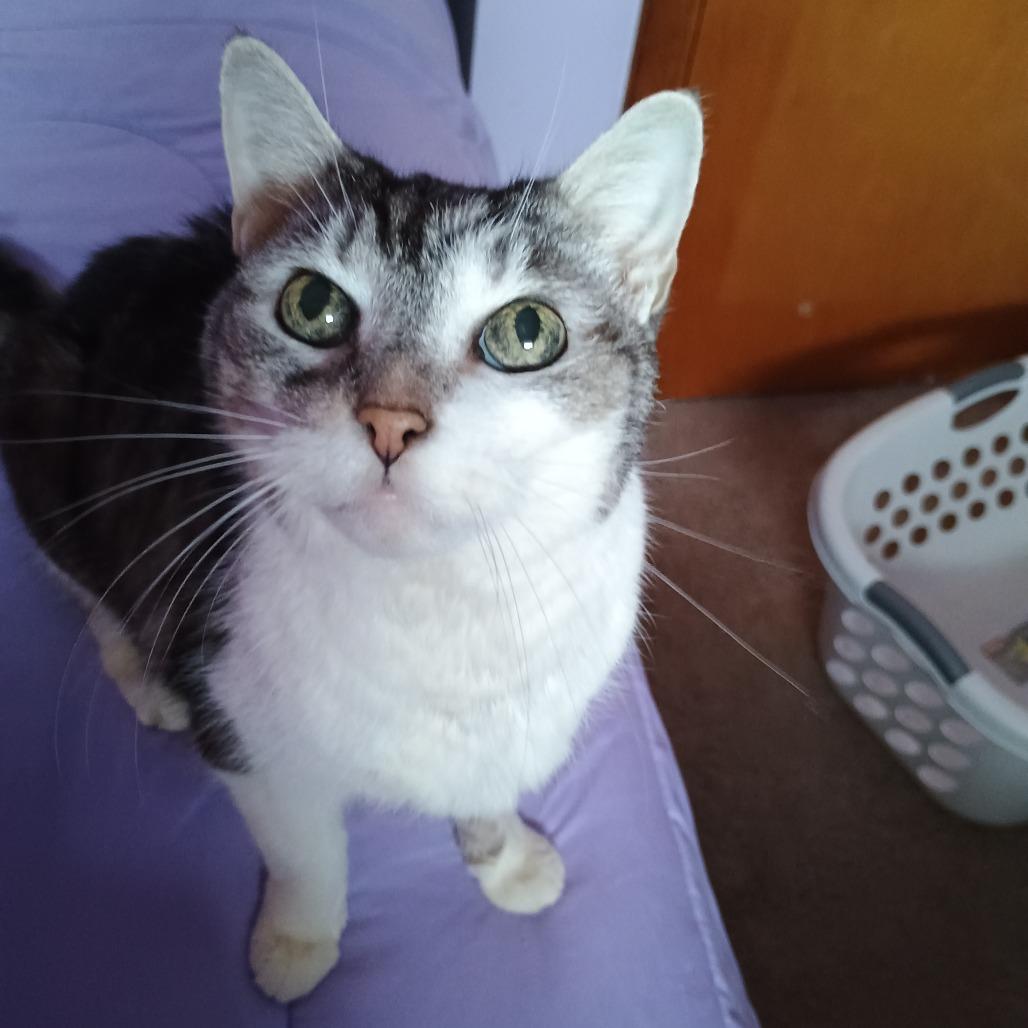 Enlarge Ladybug, a Adoptable Domestic Short Hair in Irwin, PA image 5/5