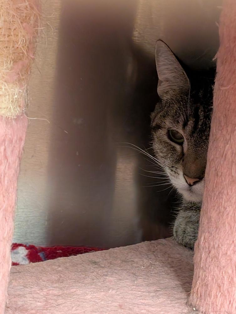 Mayonnaise, Adoptable, Adult Female Domestic Short Hair.