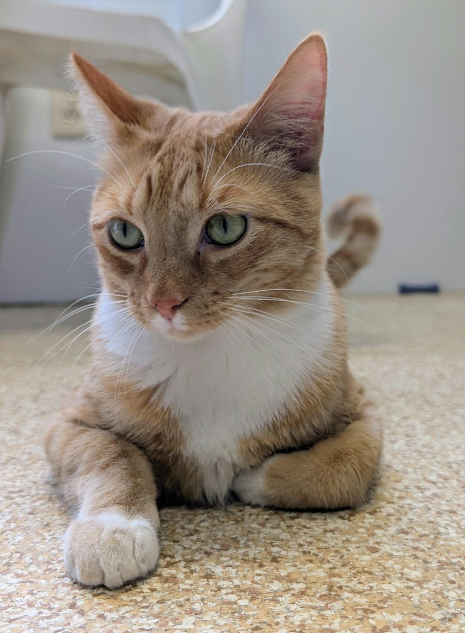 Enlarge Rory, a Adoptable mixed breed in Waupun, WI image 2/4