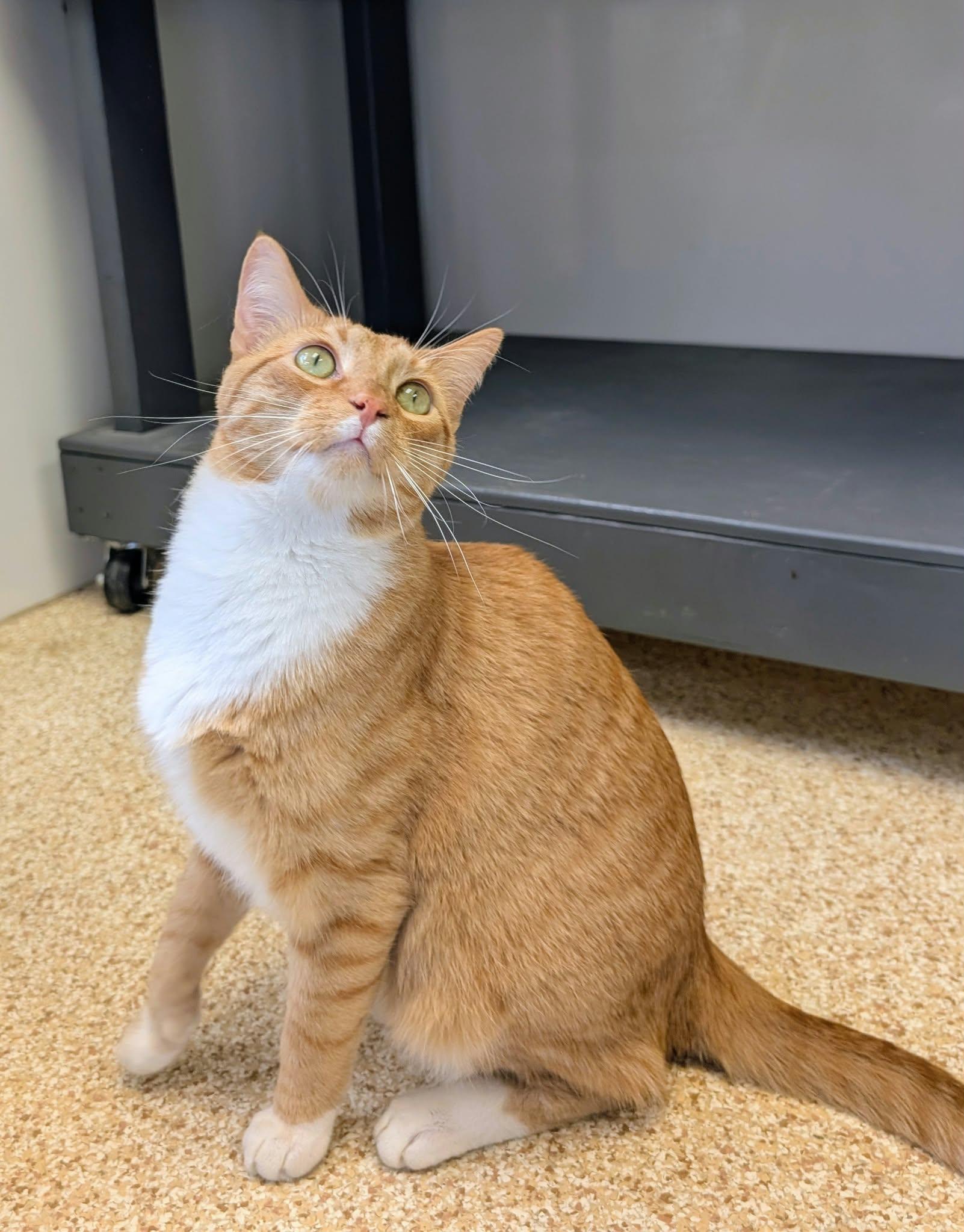 Enlarge Rory, a Adoptable mixed breed in Waupun, WI image 1/4
