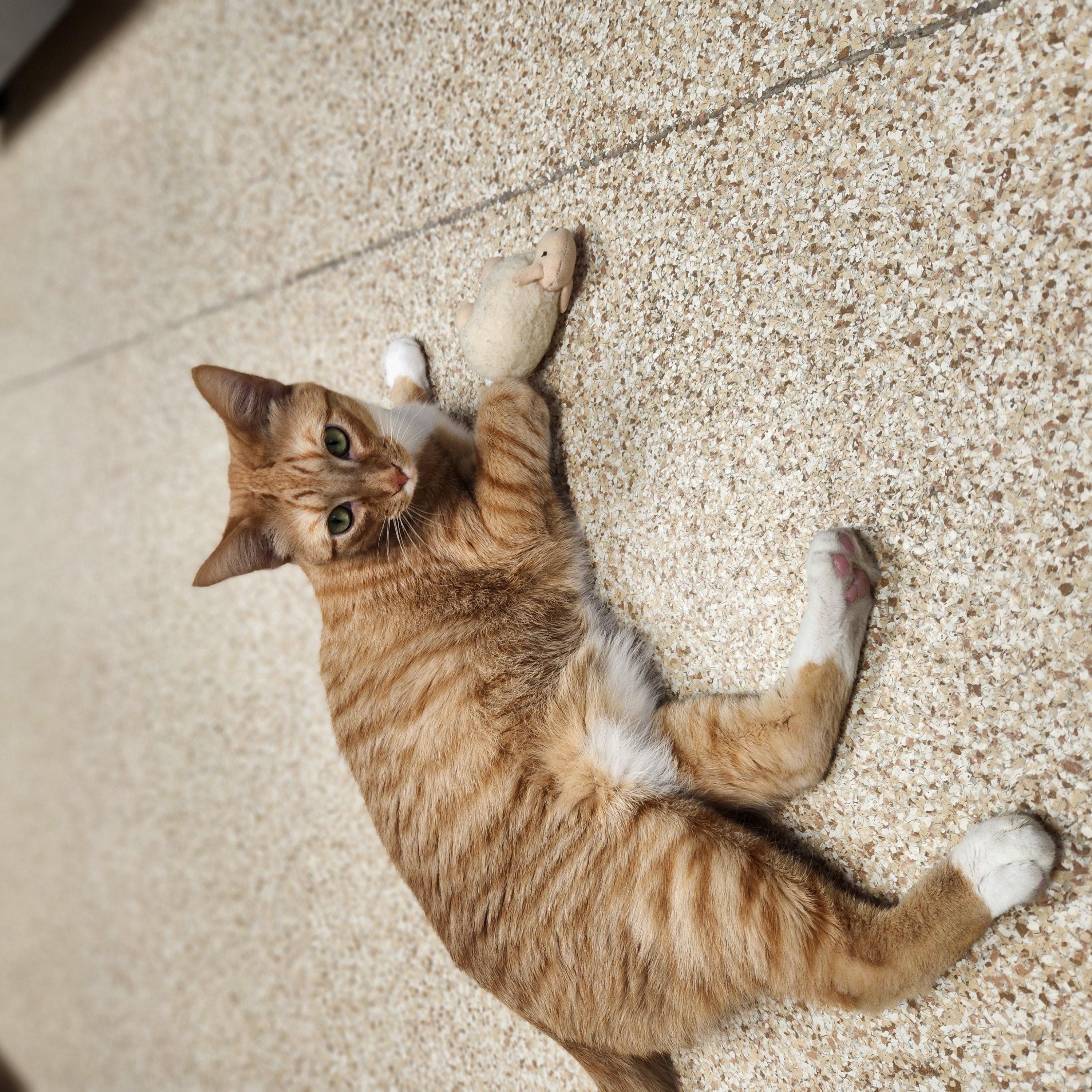 Enlarge Rory, a Adoptable mixed breed in Waupun, WI image 4/4