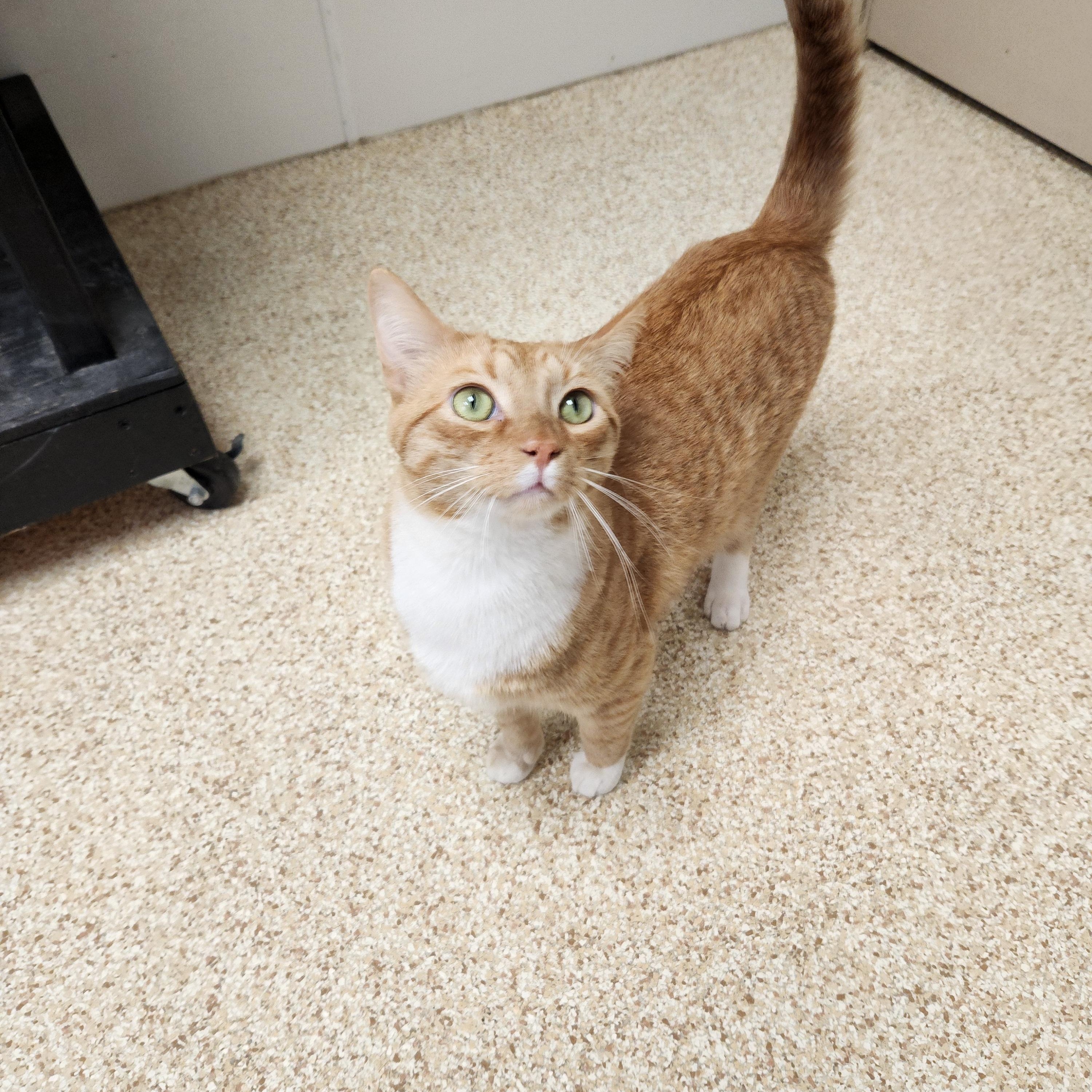 Enlarge Rory, a Adoptable mixed breed in Waupun, WI image 3/4