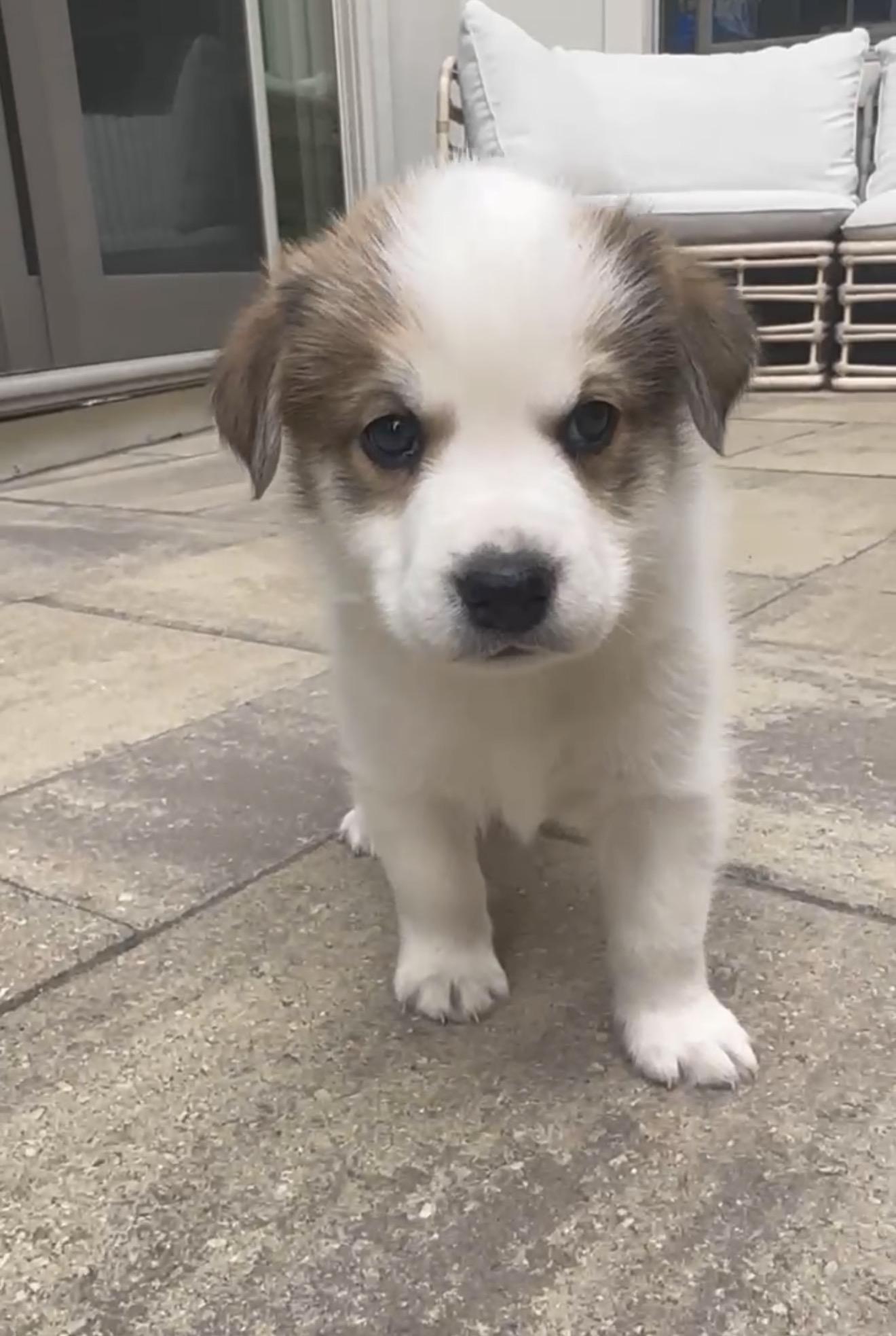 Havarti, adopted, Puppy Male Shepherd & Husky.