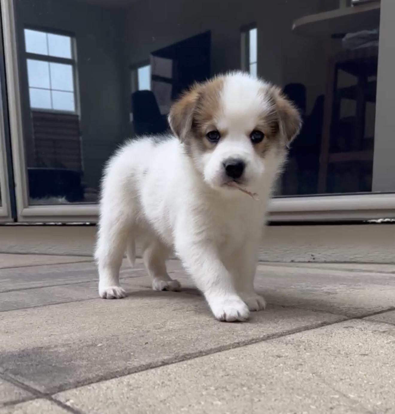 Enlarge Havarti, an adopted mixed breed in Commerce City, CO image 4/6