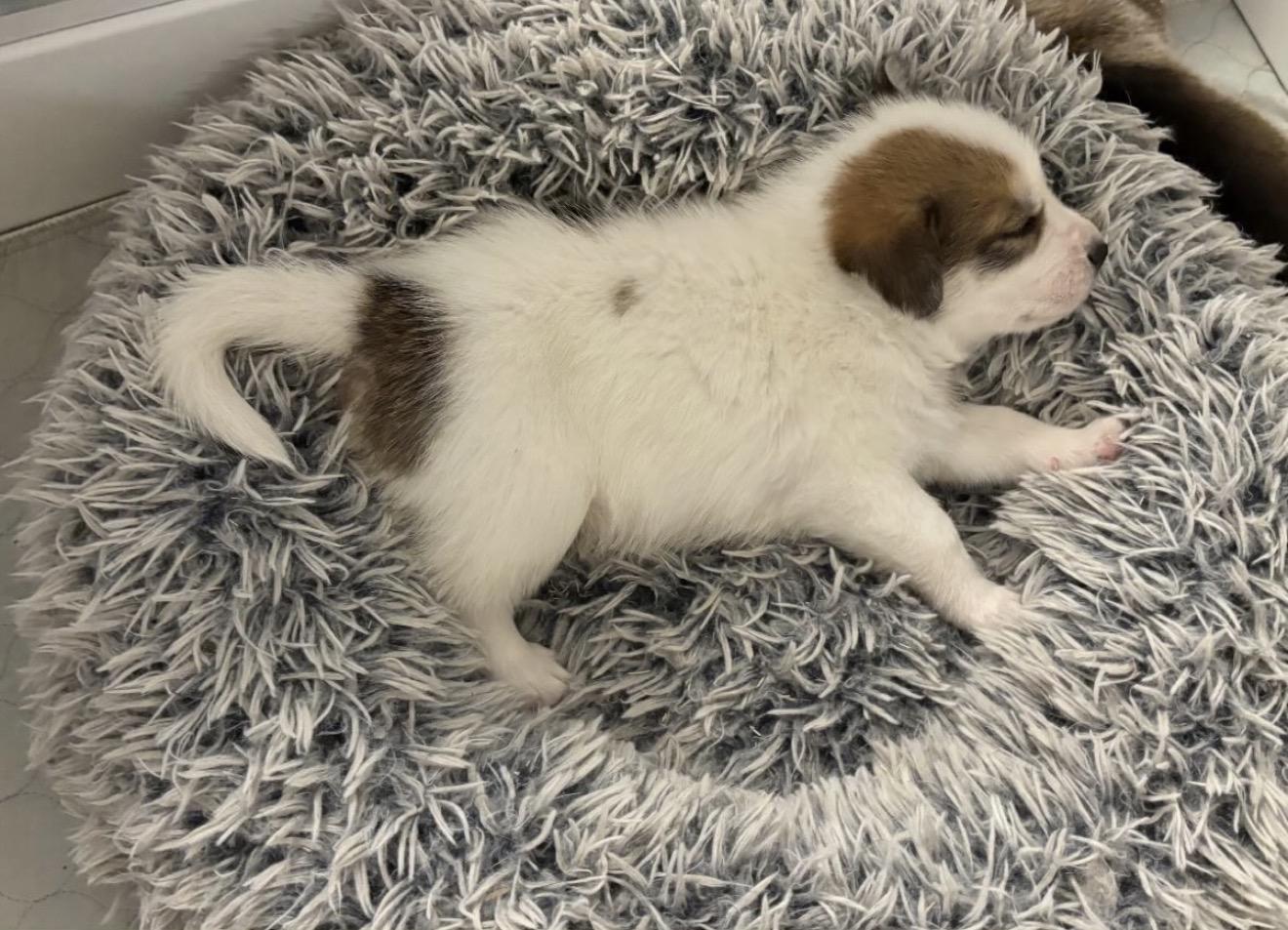 Enlarge Havarti, an adopted mixed breed in Commerce City, CO image 3/6