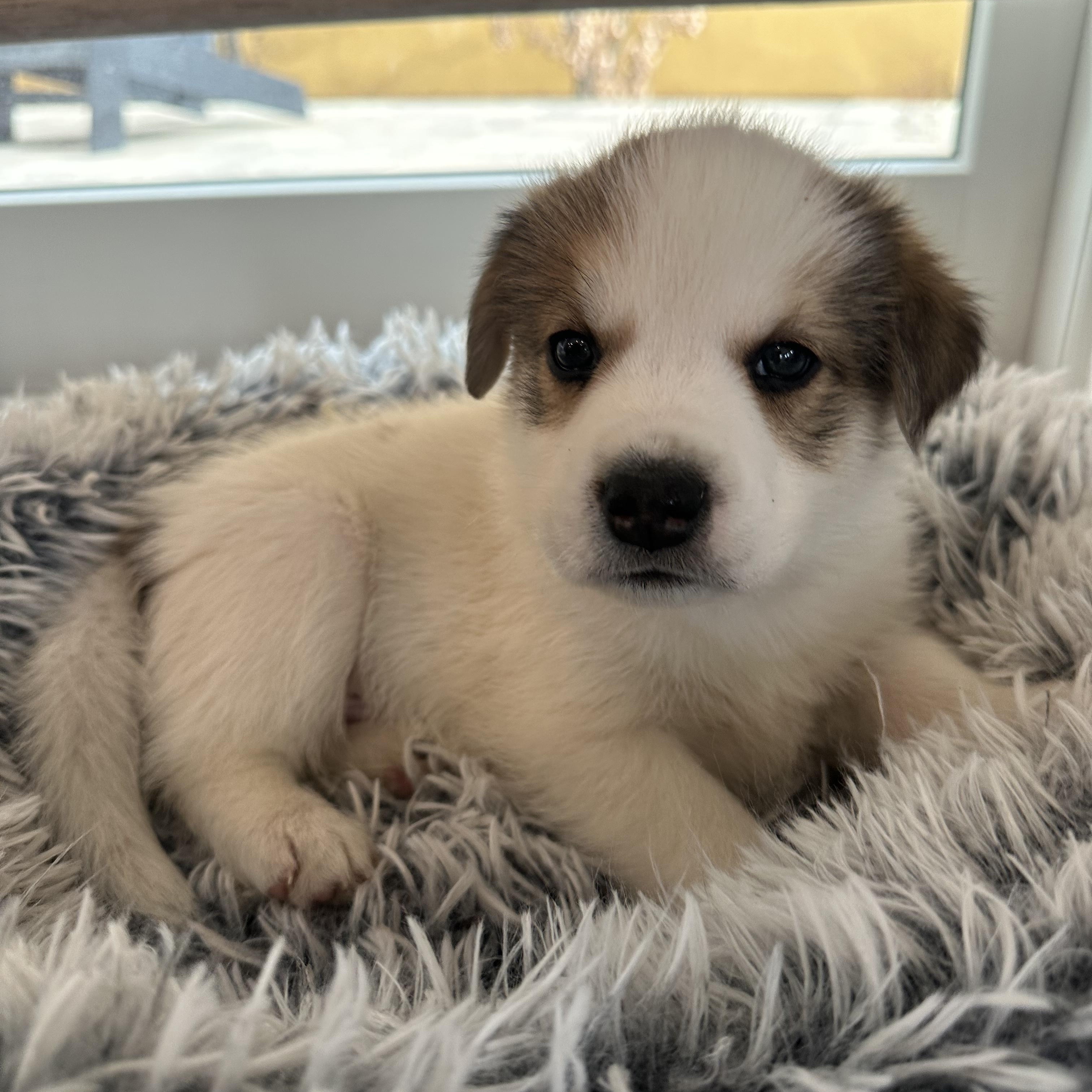 Enlarge Havarti, an adopted mixed breed in Commerce City, CO image 2/6