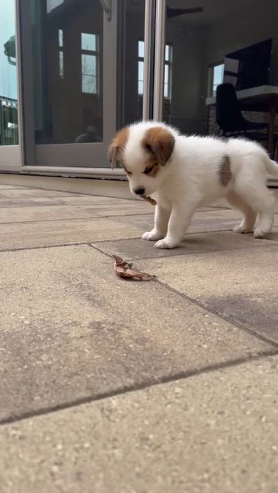Enlarge Havarti, an adopted mixed breed in Commerce City, CO video 6/6