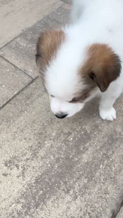 Enlarge Havarti, an adopted mixed breed in Commerce City, CO video 5/6