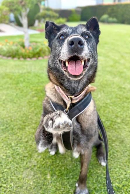 August, Adoptable, Adult Female Belgian Shepherd / Malinois.