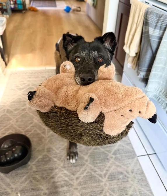 Enlarge August, a Adoptable Belgian Shepherd / Malinois in San Diego, CA image 2/3