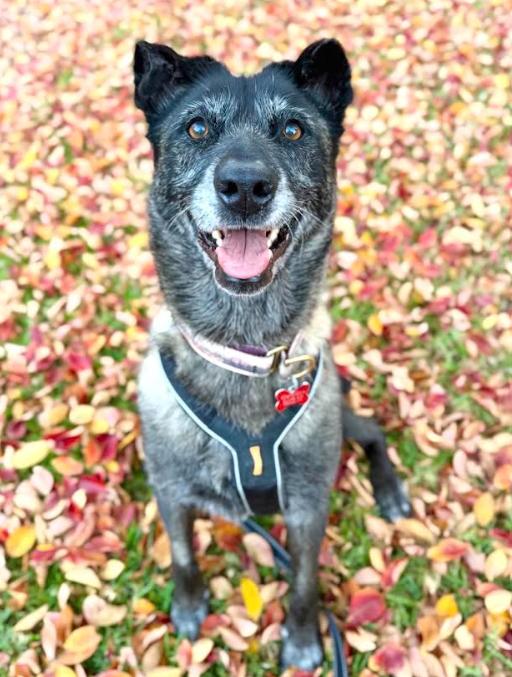 Enlarge August, a Adoptable Belgian Shepherd / Malinois in San Diego, CA image 3/3