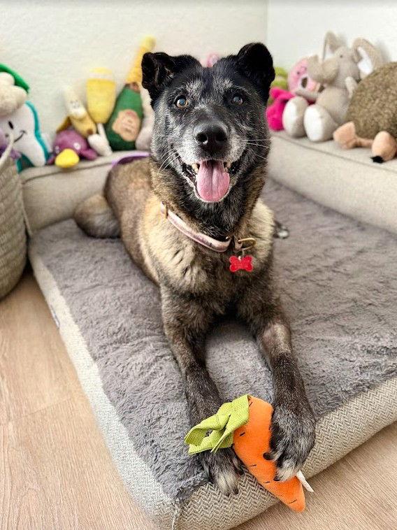 August, Adoptable, Adult Female Belgian Shepherd / Malinois.