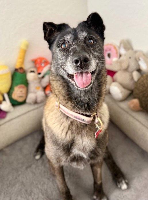 Enlarge August, a Adoptable Belgian Shepherd / Malinois in San Diego, CA image 2/3