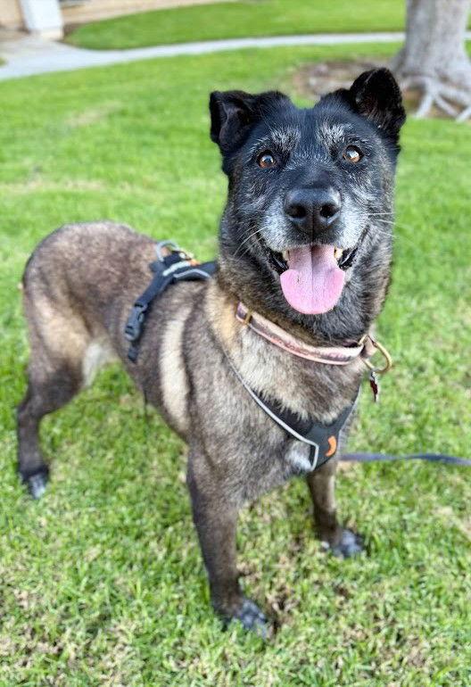 Enlarge August, a Adoptable Belgian Shepherd / Malinois in San Diego, CA image 3/3