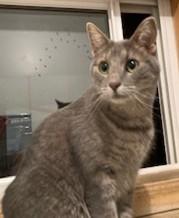 Enlarge Rue, an adopted mixed breed in Lead, SD image 3/6